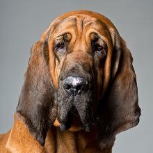 Bloodhound