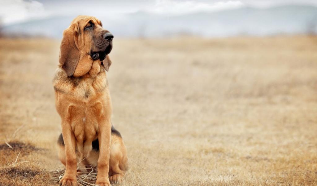 Bloodhound