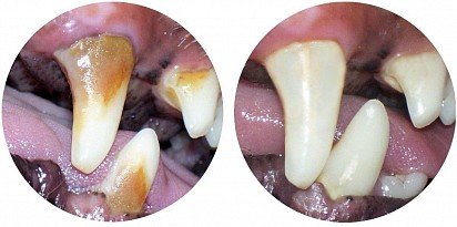 Before and after tartar removal in a dog