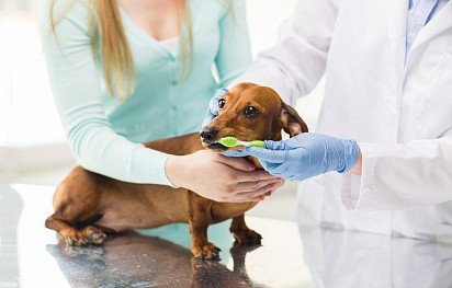 Teeth brushing at the vet