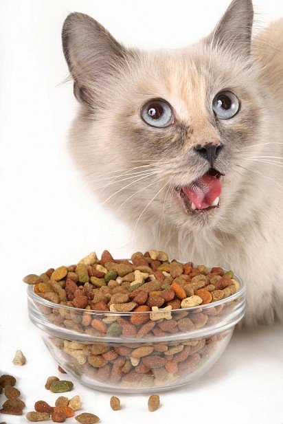 Cat Food Classes