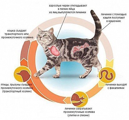 Pulmonary helminth cycle