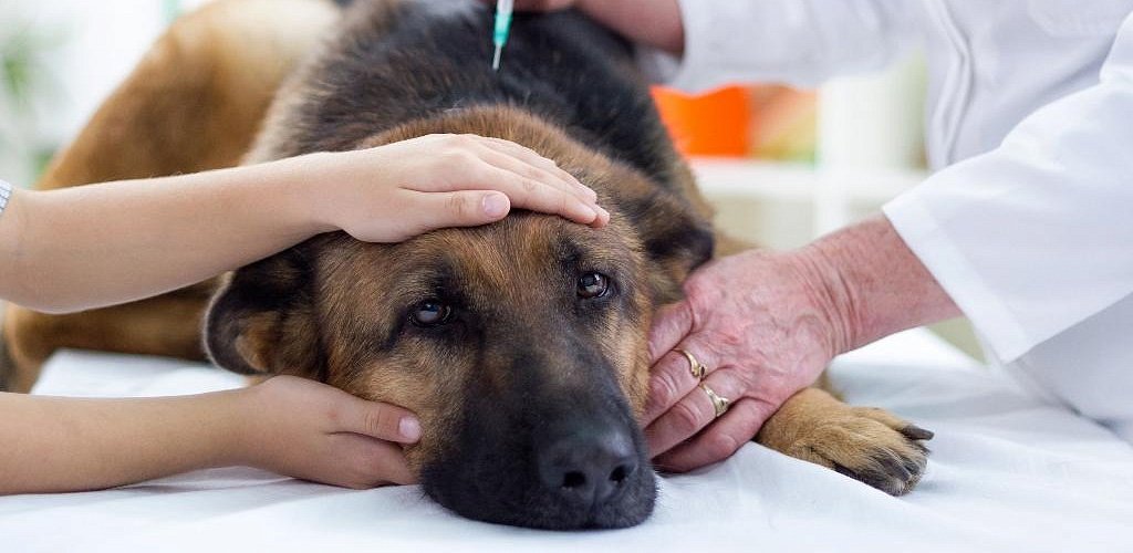 Enteritis in dogs