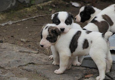 Alabai (Central Asian Sheepdog)