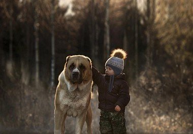 Alabai (Central Asian Shepherd Dog)