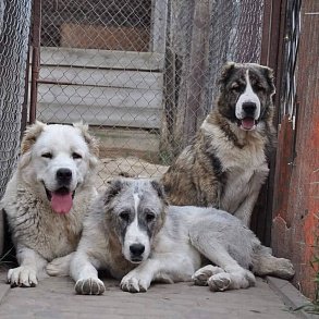 Alabai (Central Asian Sheepdog)