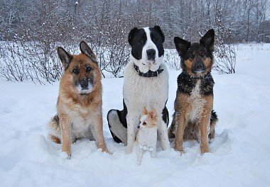 Alabai (Central Asian Shepherd Dog)