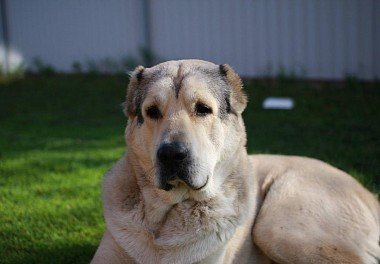 Alabai (Central Asian Shepherd Dog)