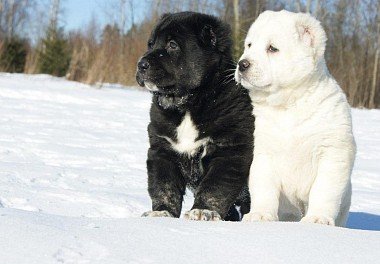 Alabai (Central Asian Shepherd Dog)