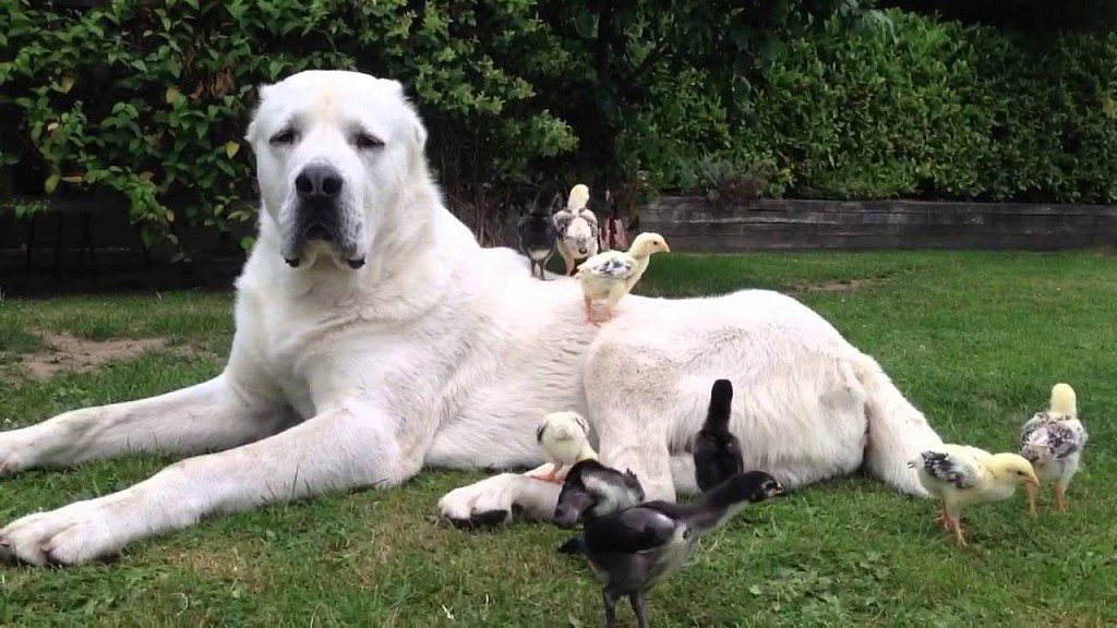 Alabai (Central Asian Shepherd)