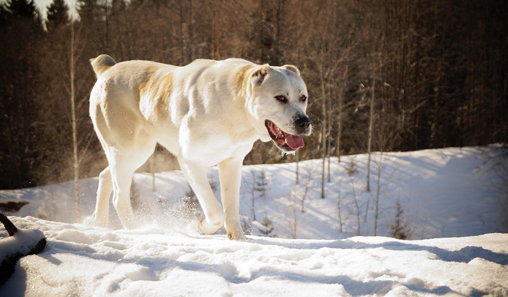 Alabai (Central Asian Shepherd Dog)