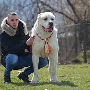 Alabai (Central Asian Shepherd Dog)