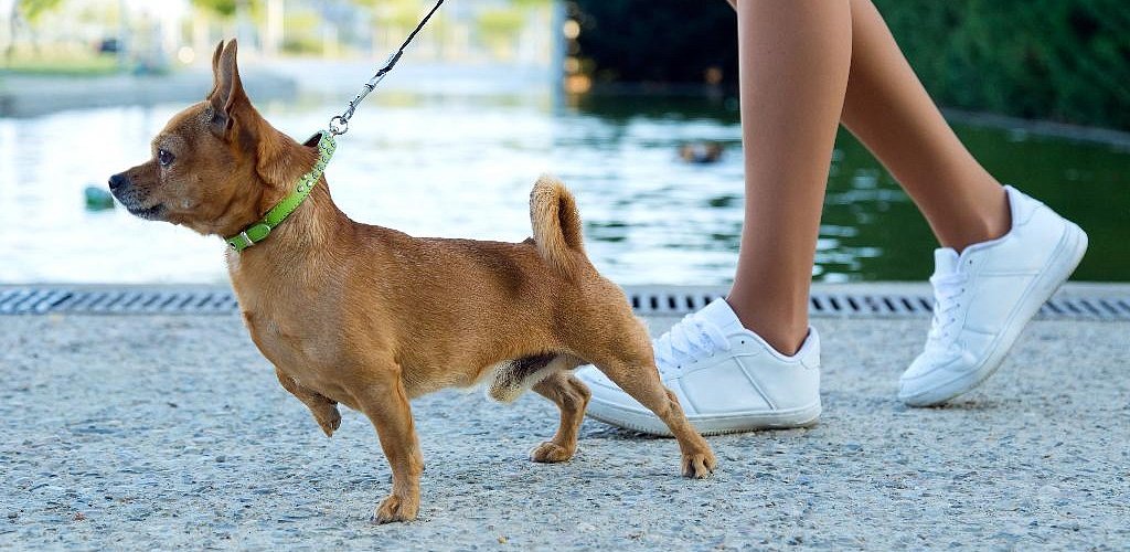 How to teach your dog the command 'Foo! »