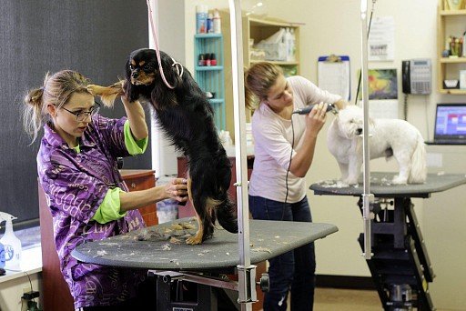 Salon Dog Haircut