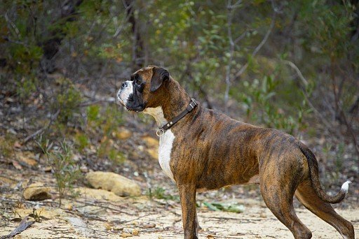 Tiger-colored boxer