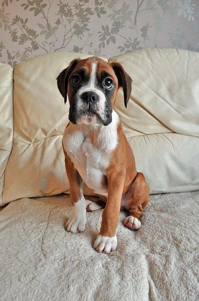 Boxer puppy