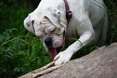 White Boxer, considered rare and can cost more than dogs that meet the breed standard. 