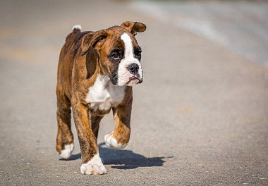 Boxer