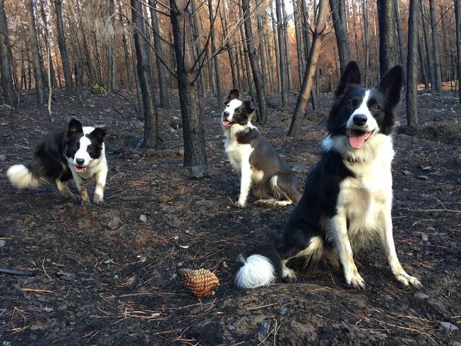 Border collie ready to plant trees