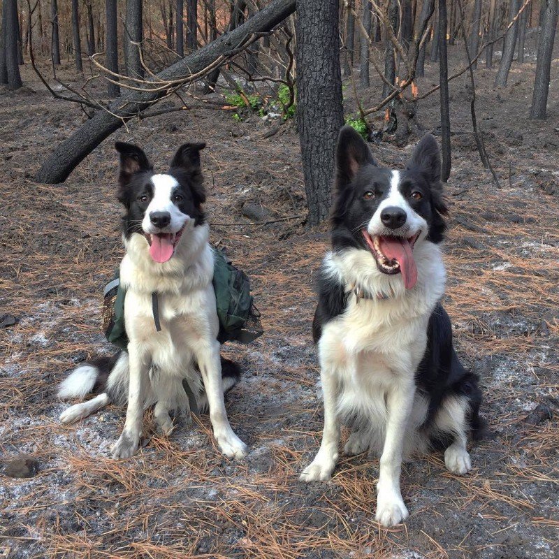 Border Collie