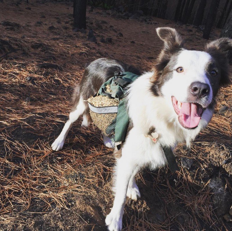 border collie