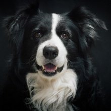 Border Collie