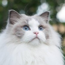 Ragdoll