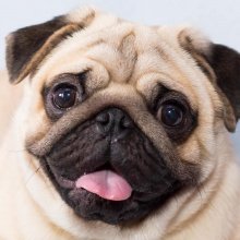 Pug