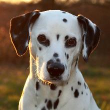 Dalmatian