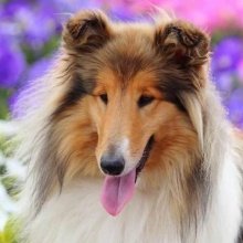 Collie longhair