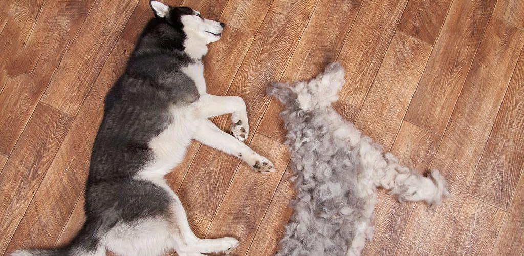 Molting in dogs