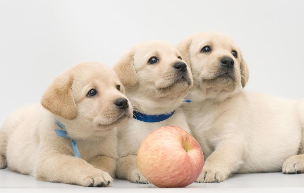 Labrador Puppies