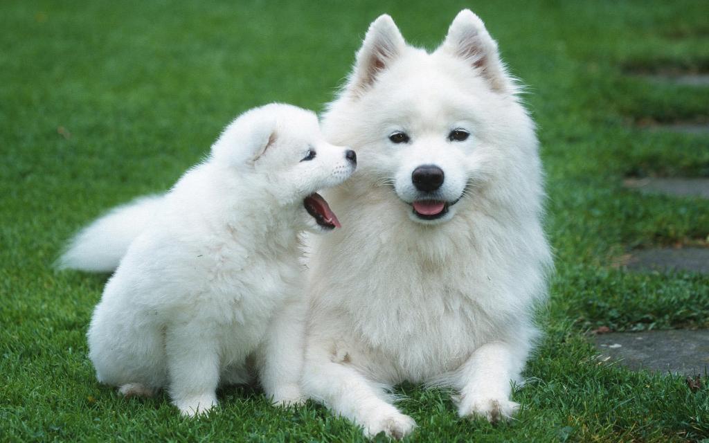 Samoyed puppy with mom