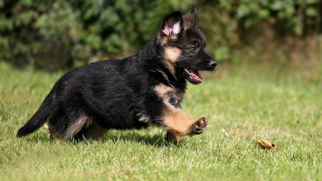 German Shepherd puppies