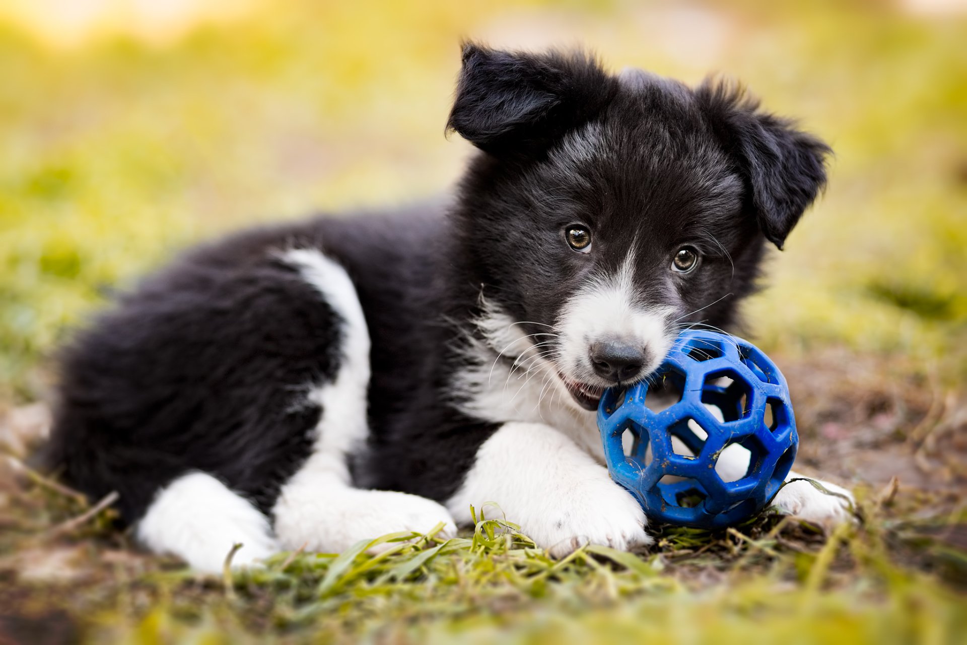 Border Collie puppy