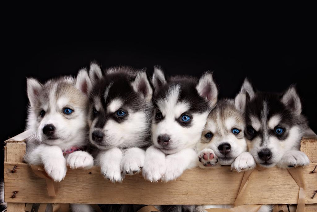 Husky Puppies