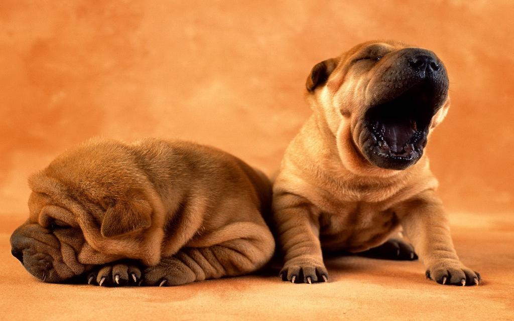 Sharpei puppies