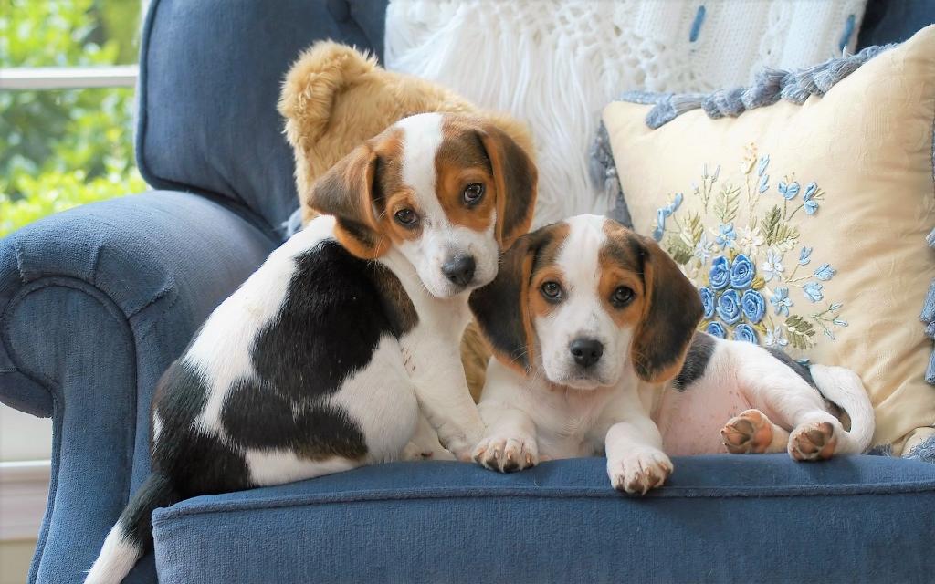 Beagle Puppies