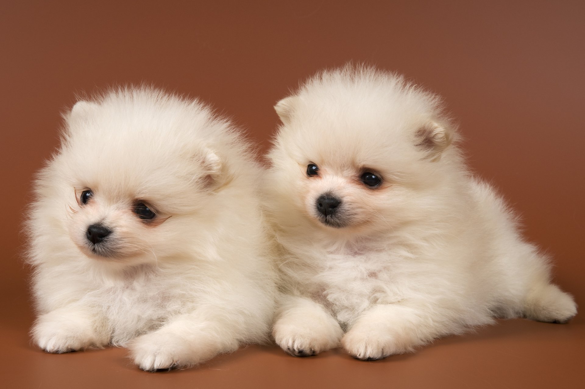 Spitz Puppies