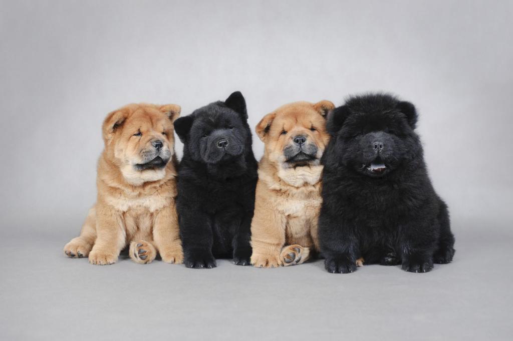 Chow chow puppies