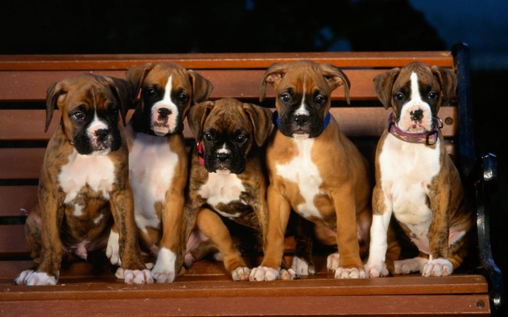 Boxer Puppies