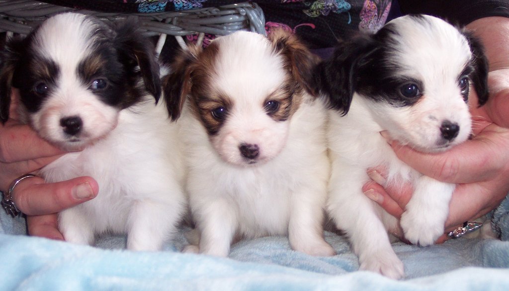 Papillon puppies