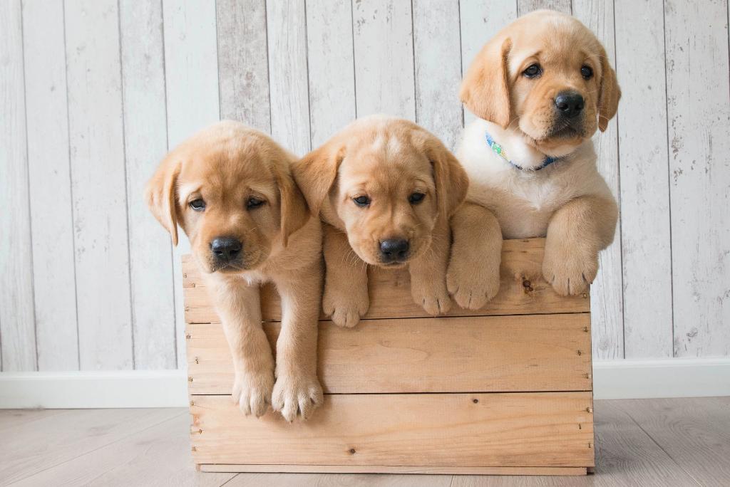 Golden Retriever Puppies