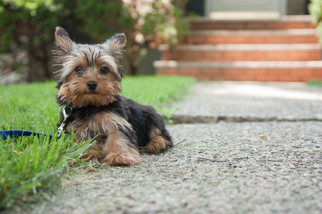 Yorkshire Terrier puppies