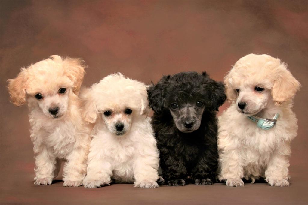 Poodle Puppies