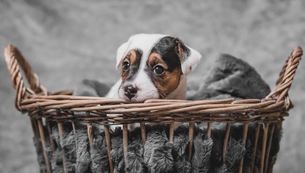 Jack Russell Terrier puppy