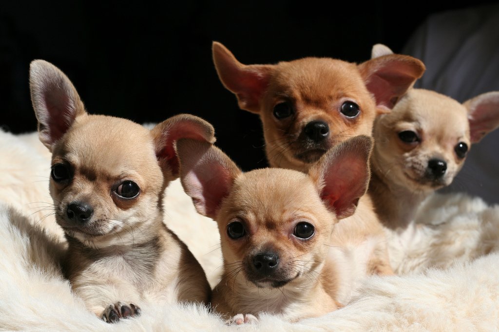 Chihuahua Puppies