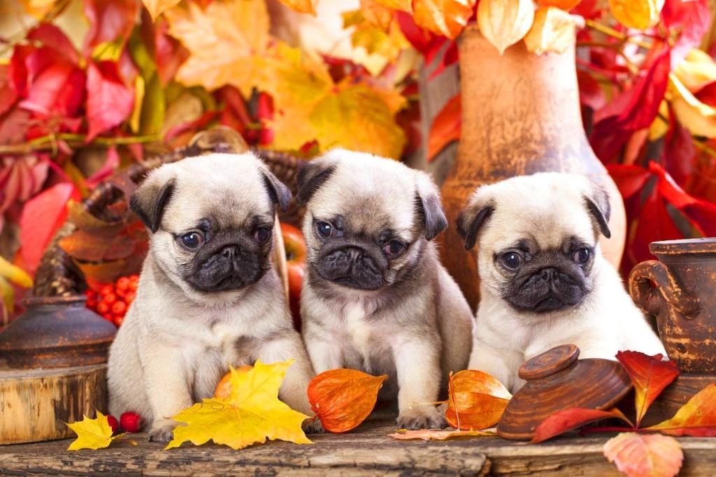 Pug Puppies