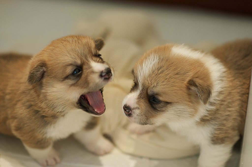 Welsh Corgi Puppies