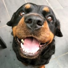 Rottweiler